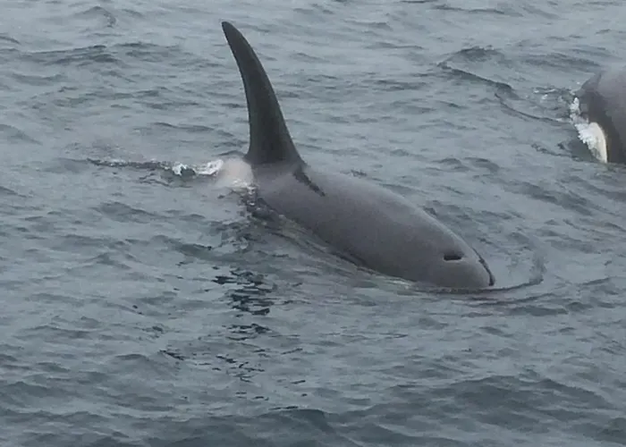 Buodden Rorbuer - Fisherman Ferienhaus *